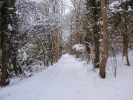 forest woodland in winter snow