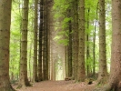forest woodland perspective scene