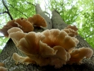 funghi funghi on tree 4