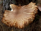 funghi funghi on tree stump closeup p1020218