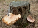 funghi funghi on tree stump p1020217
