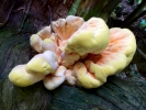 funghi fungi on tree stump p1030864