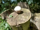 funghi mushroom on log p1040260