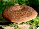 funghi toadstool brown p9220030
