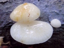 funghi toadstools white p9180007