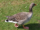 geese goose 1