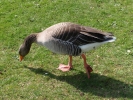 geese goose 2