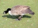 geese goose 3