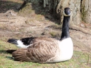 geese goose 4