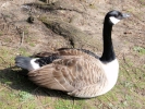 geese goose 5