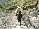 heights misc footbridge nepal yak