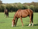 horses horse brown p1020720