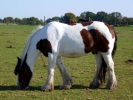 horses horse shire p1020701