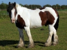 horses horse shire p1020706