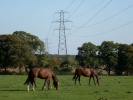 horses power lines and horses p1020718