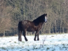 horses snow horse standing p1030200 b