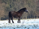 horses snow horse standing p1030201 b