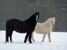 horses snow horses p1080699 s
