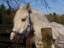 horses white horse in field 3