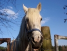 horses white horse in field closeup 2