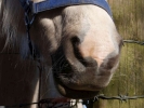 horses white horse in field closeup 5