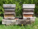insects bee hives closer 1