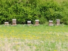 insects bee hives from a distance 1