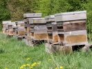 insects bee hives from a distance 4