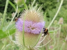 insects bumble bee on thistle 4