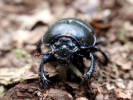 insects dor beetle 3