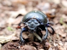 insects dor beetle 4