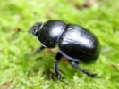 insects dor beetle moss 1