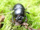 insects dor beetle moss 2