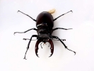 insects stag beetle front 1
