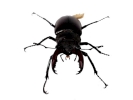 insects stag beetle front 2