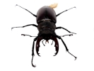 insects stag beetle top