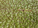 lillies lilly leaf p1040995 b