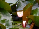 lillies lilly pond 3