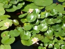 lillies lilly pond p1040473 b
