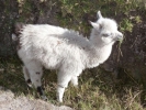 llama alpaca alpaca lamb closeup p1010251 b
