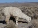 llama alpaca alpaca with head down p1000404 b