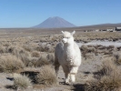 llama alpaca alpaca with mountain behind p1000406 b