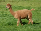 llama alpaca alpacca p1020676