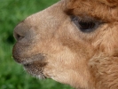 llama alpaca alpacca p1020682