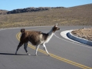 llama alpaca llama crossing road p1060113 s