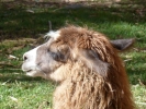 llama alpaca llama head closeup p1010396 b