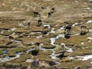 llama alpaca llama herd grazing around water holes p1000430 b