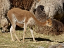 llama alpaca vicuna chewing hay p1070136 s