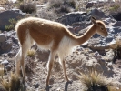 llama alpaca vicuna closeup p1000371 b