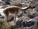 llama alpaca vicuna closeup p1000378 b